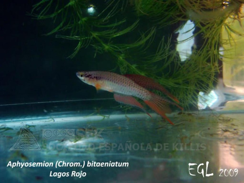 Chromaphyosemion bitaeniatum Lagos red - Eduardo García Lastra