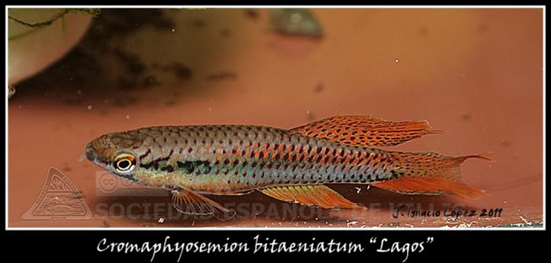 Chromaphyosemion_bitaeniatum_Lagos_red_-_Jose_Ignacio_Lopez__.jpg