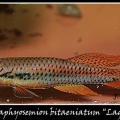 Chromaphyosemion_bitaeniatum_Lagos_red_-_Jose_Ignacio_Lopez__.jpg