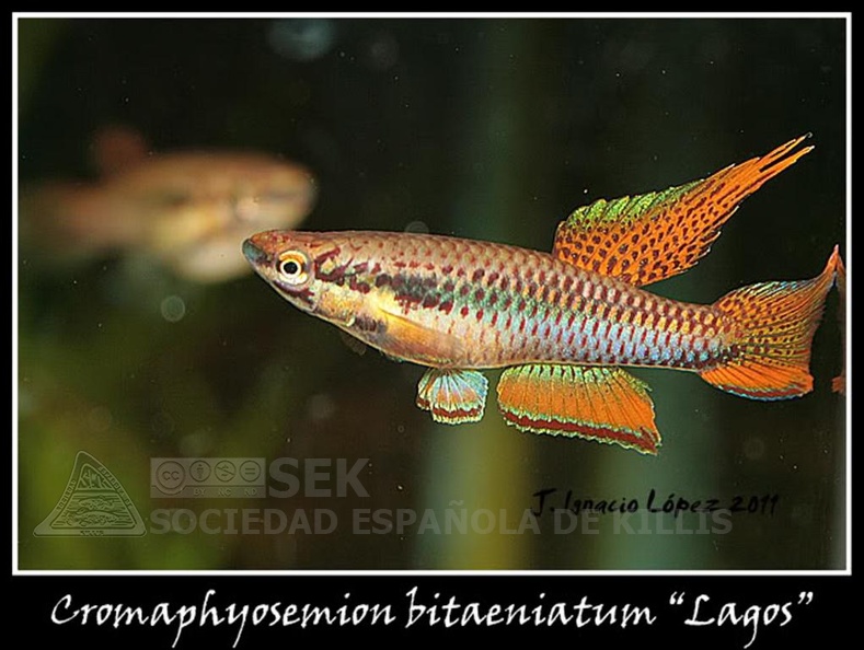 Chromaphyosemion_bitaeniatum_Lagos_red_-_Jose_Ignacio_Lopez___.jpg