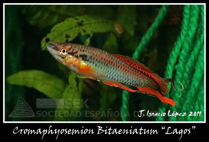 Chromaphyosemion bitaeniatum Lagos red - José Ignacio López    