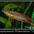 <i>Chromaphyosemion bitaeniatum</i> Lagos red - José Ignacio López    