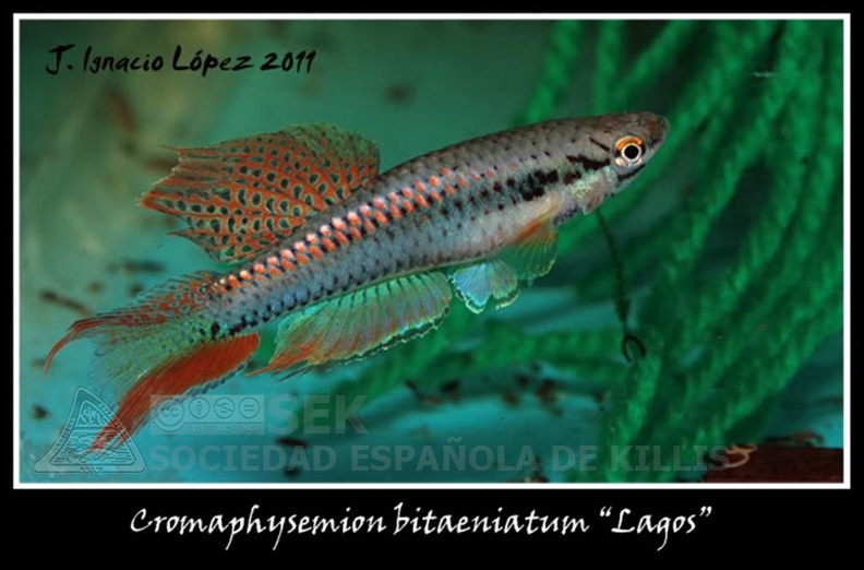 Chromaphyosemion bitaeniatum Lagos red - José Ignacio López     