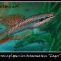 Chromaphyosemion bitaeniatum Lagos red - José Ignacio López     