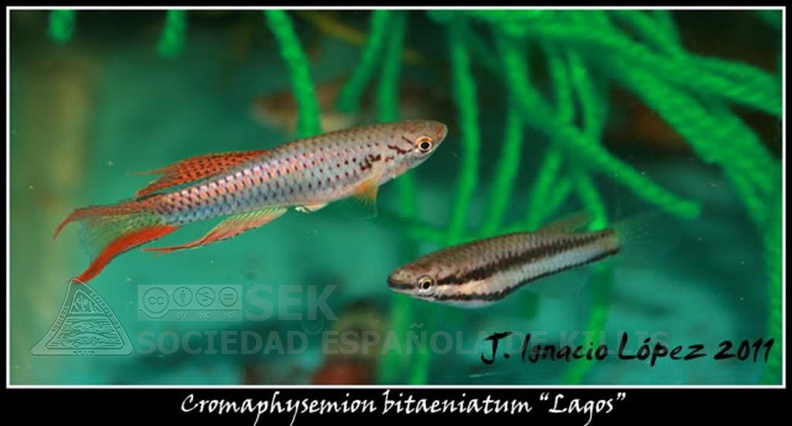 Chromaphyosemion_bitaeniatum_Lagos_red_-_Jose_Ignacio_Lopez_______.jpg