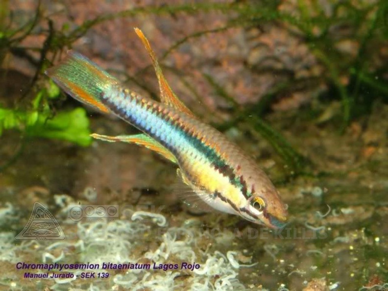 Chromaphyosemion bitaeniatum Lagos red - Manuel Jurado