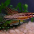 <i>Chromaphyosemion malumbresi</i> "Rio Muni - Ndjiacom GEMHS 2000-32" - Luciano Pérez     