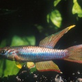 <i>Chromaphyosemion poliaki</i> Mboge - O.Legros