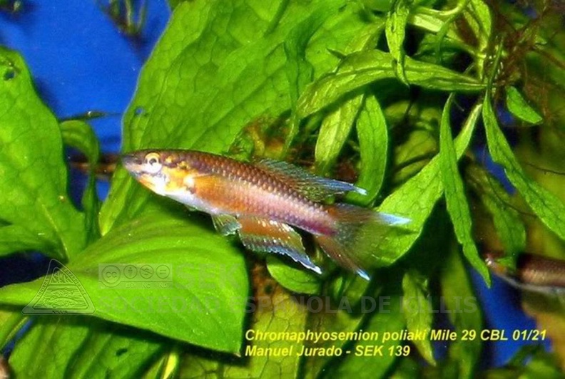 Chromaphyosemion_poliaki_Mile_29_CBL_01-21_-_Manuel_Jurado.jpg