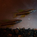 <i>Chromaphyosemion punctulatum</i> Bibabimvoto - Laia Peruga Abad
