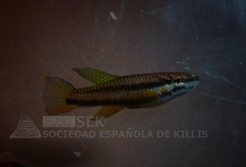 Chromaphyosemion_punctulatum_Bibabimvoto_-_Laia_Peruga_Abad_.jpg