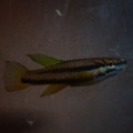<i>Chromaphyosemion punctulatum</i> Bibabimvoto - Laia Peruga Abad 