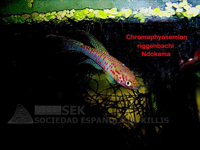 Chromaphyosemion riggenbachi Ndokama - Pedro Cubillo