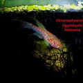 <i>Chromaphyosemion riggenbachi</i> Ndokama - Pedro Cubillo