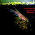 <i>Chromaphyosemion riggenbachi</i> Ndokama - Pedro Cubillo