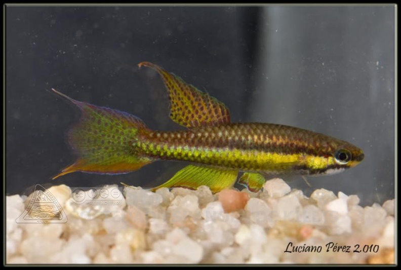 Chromaphyosemion_sp._Niger_Oba_Onitze_NA_04-2_-_Luciano_Perez.jpg