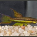 <i>Chromaphyosemion sp.</i> Niger Oba Onitze NA 04/2 - Luciano Pérez