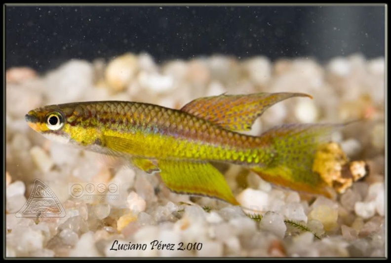 Chromaphyosemion_sp._Niger_Oba_Onitze_NA_04-2_-_Luciano_Perez_.jpg