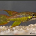 <i>Chromaphyosemion sp.</i> Niger Oba Onitze NA 04/2 - Luciano Pérez  