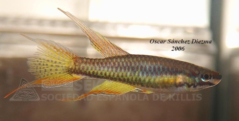 Chromaphyosemion_sp._Niger_Onitsha_NA2004-2_-_Oscar_Sanchez_Diezma.jpg