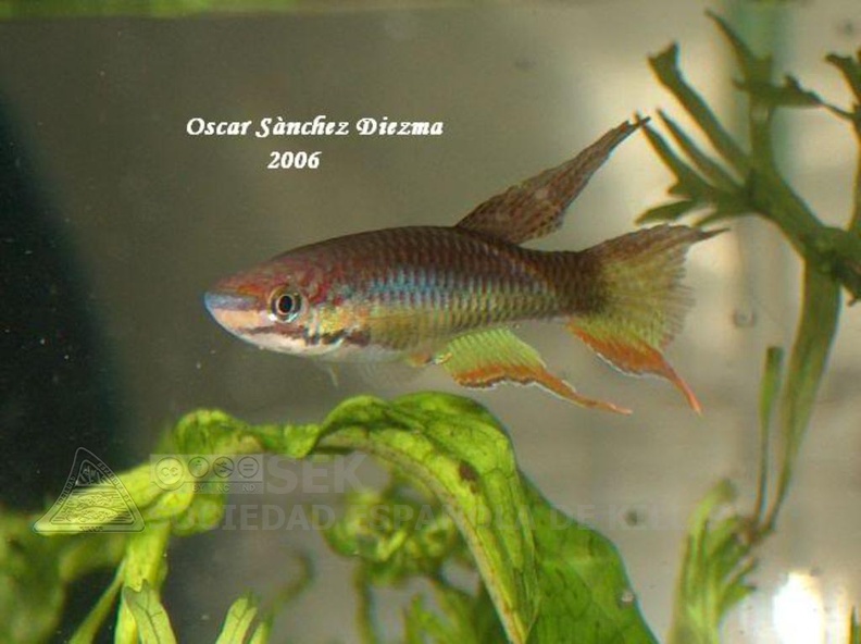 Chromaphyosemion_sp._Niger_Onitsha_NA2004-2_-_Oscar_Sanchez_Diezma_.jpg