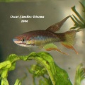<i>Chromaphyosemion sp.</i> Niger Onitsha NA2004-2 - Oscar Sánchez Diezma 