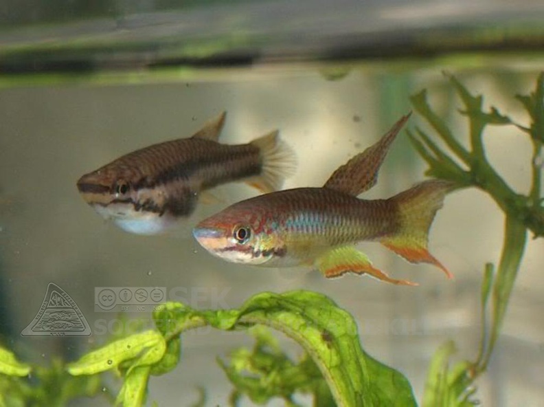 Chromaphyosemion_sp._Niger_Onitsha_NA2004-2_-_Oscar_Sanchez_Diezma__.jpg