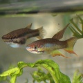 <i>Chromaphyosemion sp.</i> Niger Onitsha NA2004-2 - Oscar Sánchez Diezma  