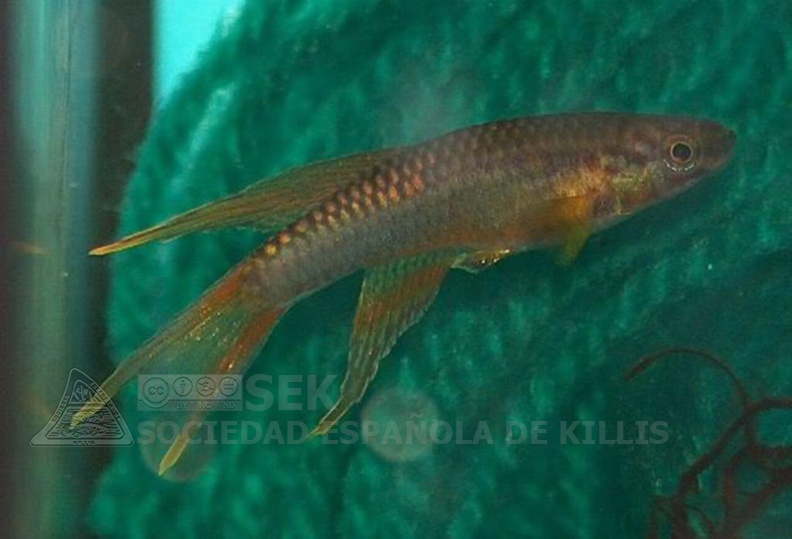 Chromaphyosemion_sp._n8_Chutes_Dekam_HLM_9_-_Oscar_Sanchez_Diezma.jpg