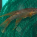 <i>Chromaphyosemion sp.</i> nº8 Chutes D'ekam HLM 9 - Oscar Sánchez Diezma