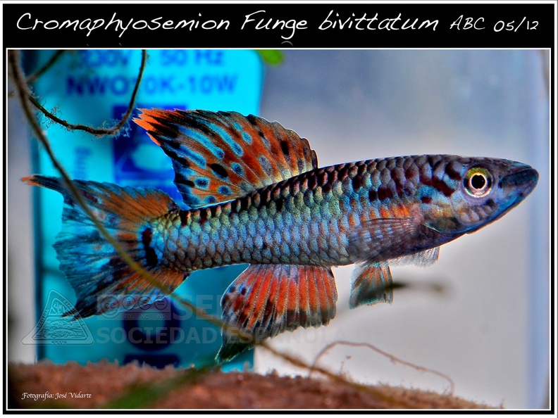 Cromaphyosemion_funge_bivittatum_ABC_05-12_-_Jose_Vidarte.jpg