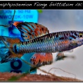 Cromaphyosemion bivittatum funge ABC 05/12 - José Vidarte