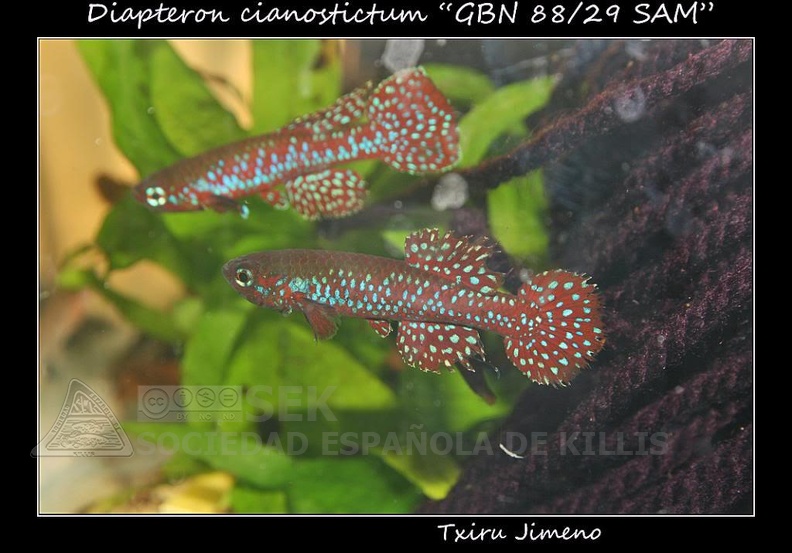 Diapteron cianostictum GBN 88/29 SAM - Iban Jimeno