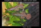 Diapteron cianostictum GBN 88/29 SAM - Iban Jimeno