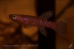 Diapteron cyanostictum "SAM GBN 88/29" - José Vidarte