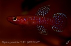 Diapteron cyanostictum "SAM GBN 88/29" - José Vidarte 