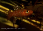 Diapteron cyanostictum "SAM GBN 88/29" - José Vidarte  