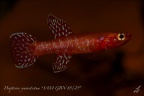 Diapteron cyanostictum "SAM GBN 88/29" - José Vidarte   