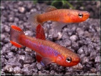 Diapteron fulgens - Hristo Hristov