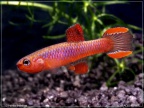 Diapteron fulgens - Hristo Hristov 