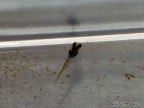 Diapteron fulgens LEC 93/7 - Roberto Arbolea