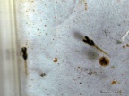 Diapteron fulgens LEC 93/7 - Roberto Arbolea 