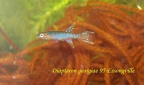 Diapteron georgiae 95 Essongville - Pedro Cubillo