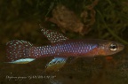 Diapteron georgiae "GAB/BBA 90/18" - José Vidarte 