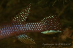 Diapteron georgiae "GAB/BBA 90/18" - José Vidarte  