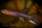 Diapteron georgiae "GAB/BBA 90/18" - José Vidarte   