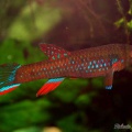 <i>Diapteron georgiae</i> GWW 86-2 - Roberto Arbolea