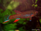 Diapteron georgiae GWW 86-2 - Roberto Arbolea