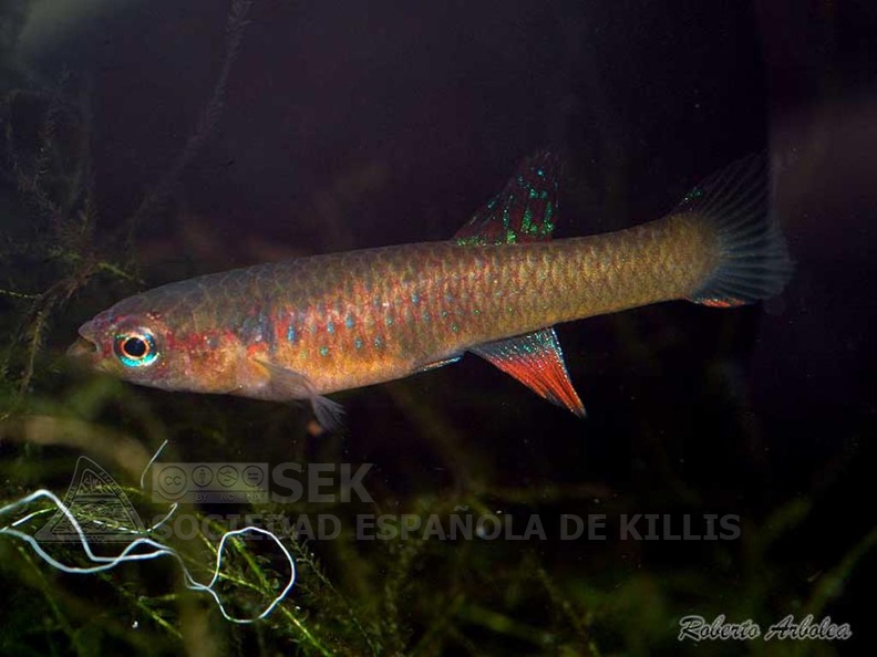 Diapteron_georgiae_GWW_86-2_-_Roberto_Arbolea_.jpg
