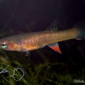 <i>Diapteron georgiae</i> GWW 86-2 - Roberto Arbolea 